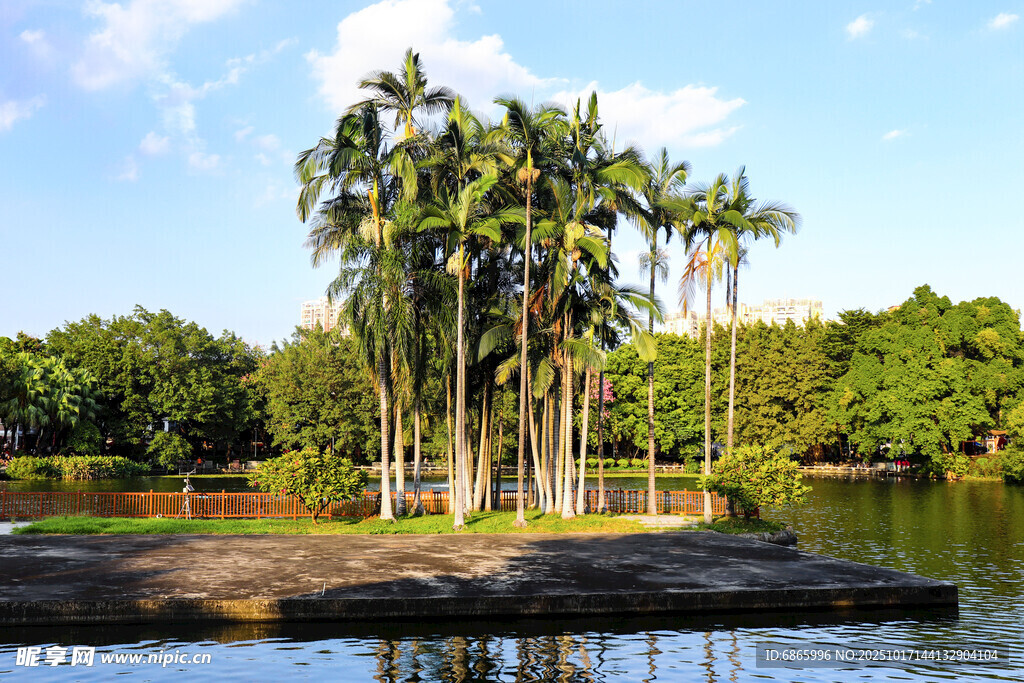 湖畔椰林美景