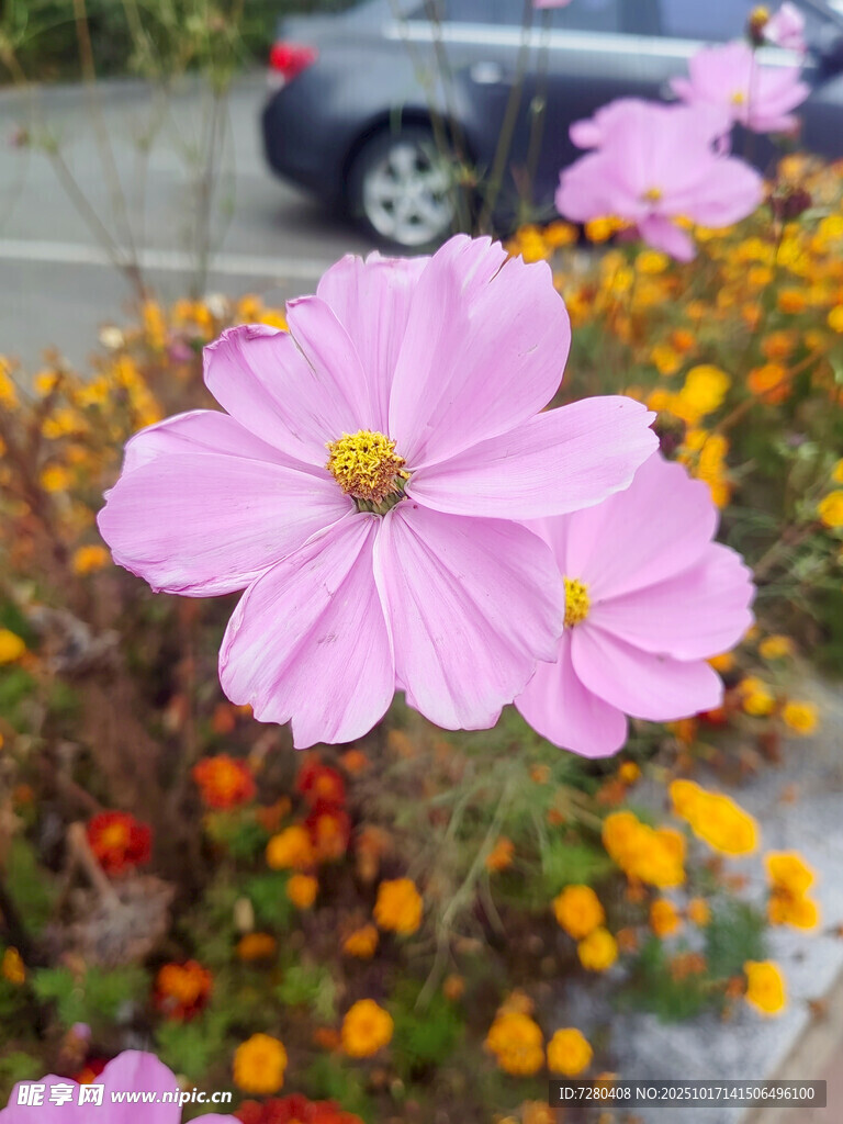 路边绽放的美丽粉色花朵