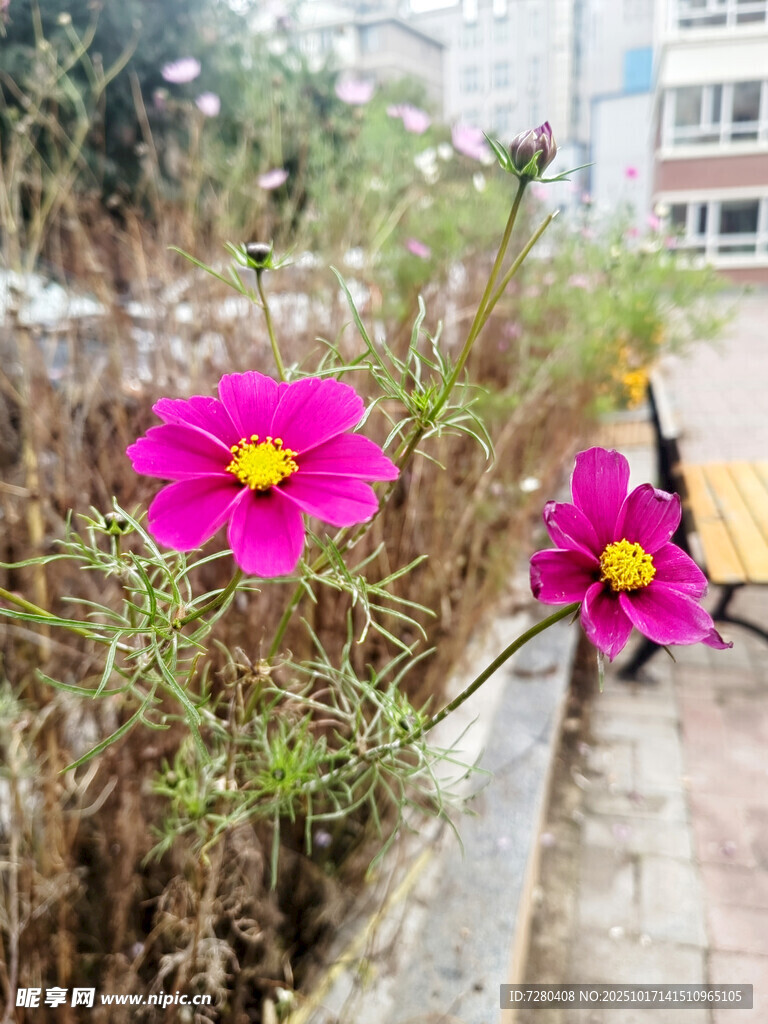路边绽放的艳丽波斯菊