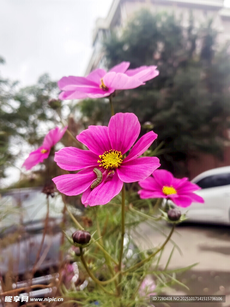 路边绽放的艳丽粉色花朵