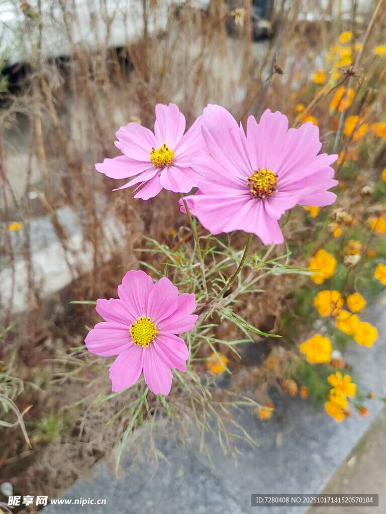 路边绽放的粉色波斯菊