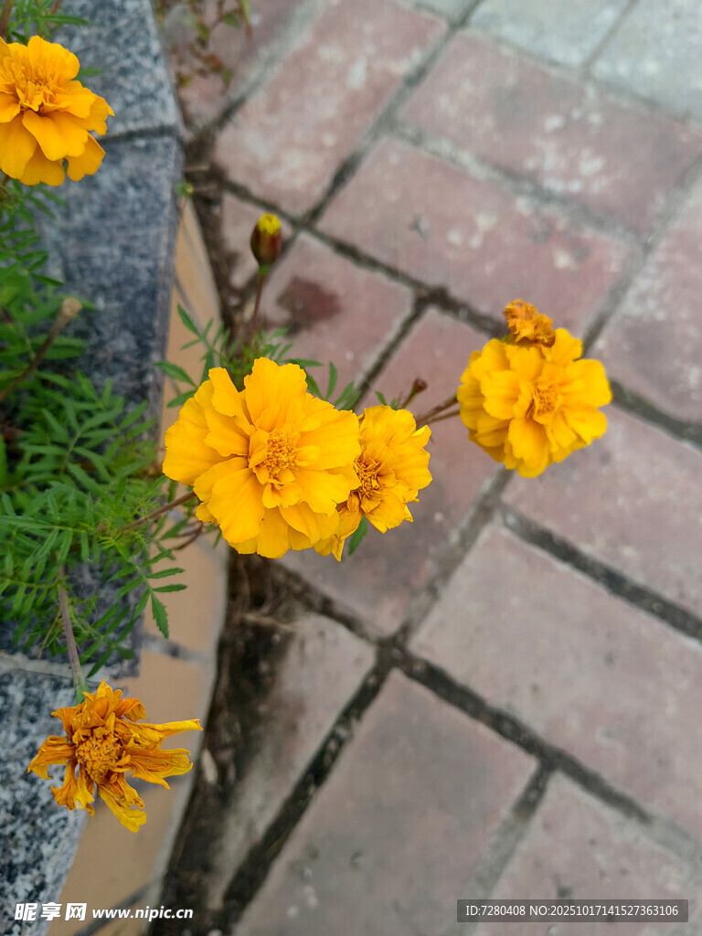 砖缝间绽放的艳丽小黄花
