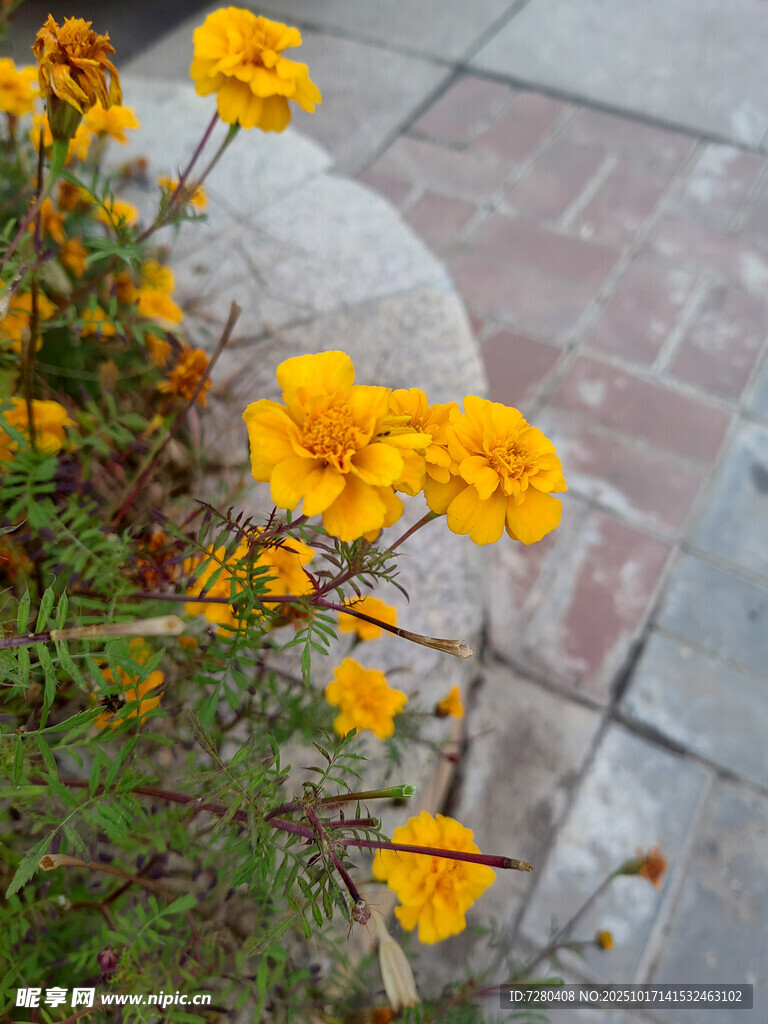 路边绽放的明艳黄色花朵