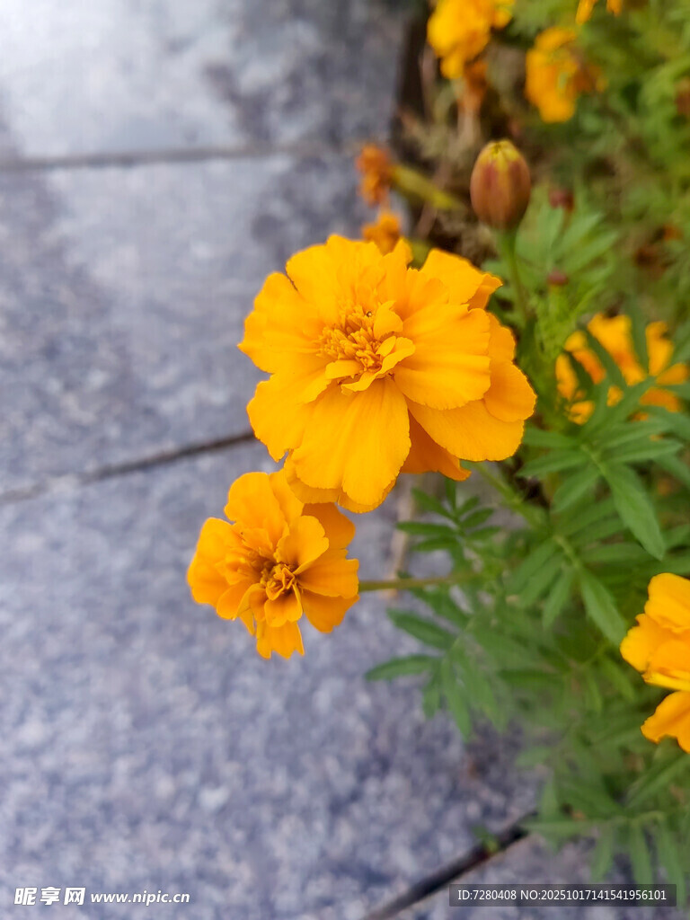 路边绽放的鲜艳黄色小花