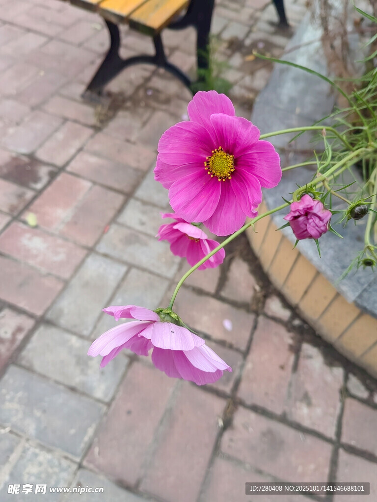 砖地上绽放的娇艳粉色花朵
