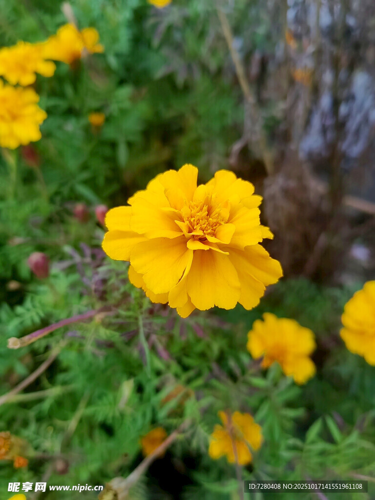 绽放的黄色万寿菊