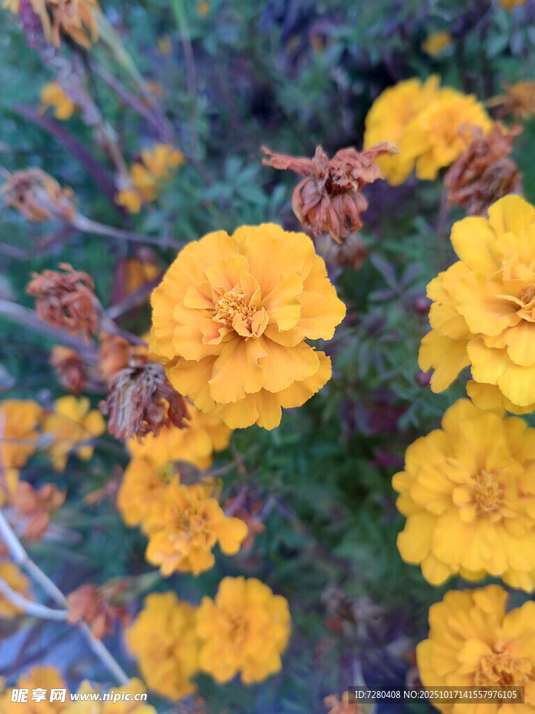 绽放的黄色万寿菊花朵