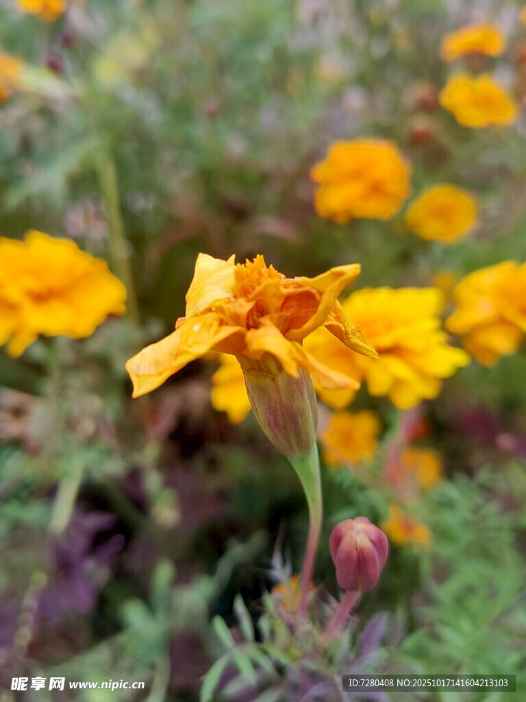 绽放的黄色万寿菊