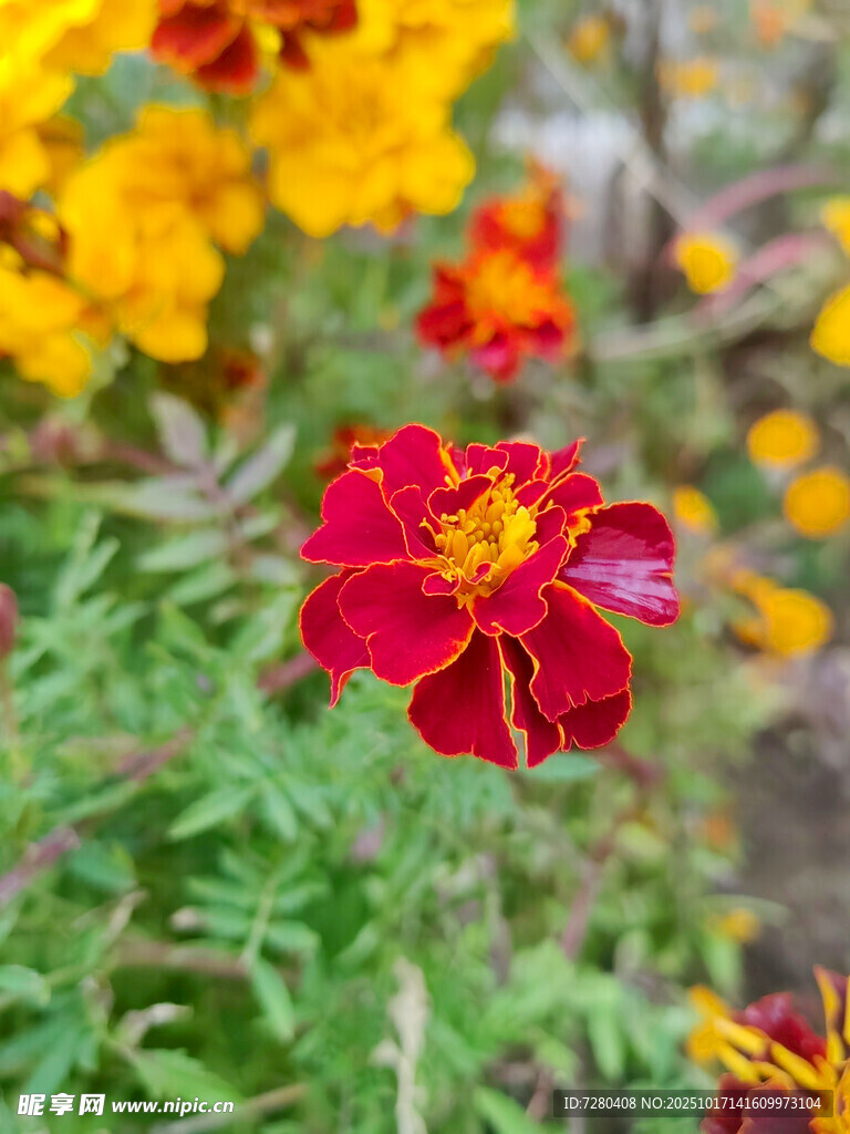 鲜艳多彩的红色万寿菊