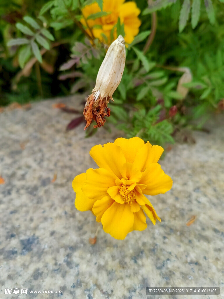 黄色小花绽放于石边