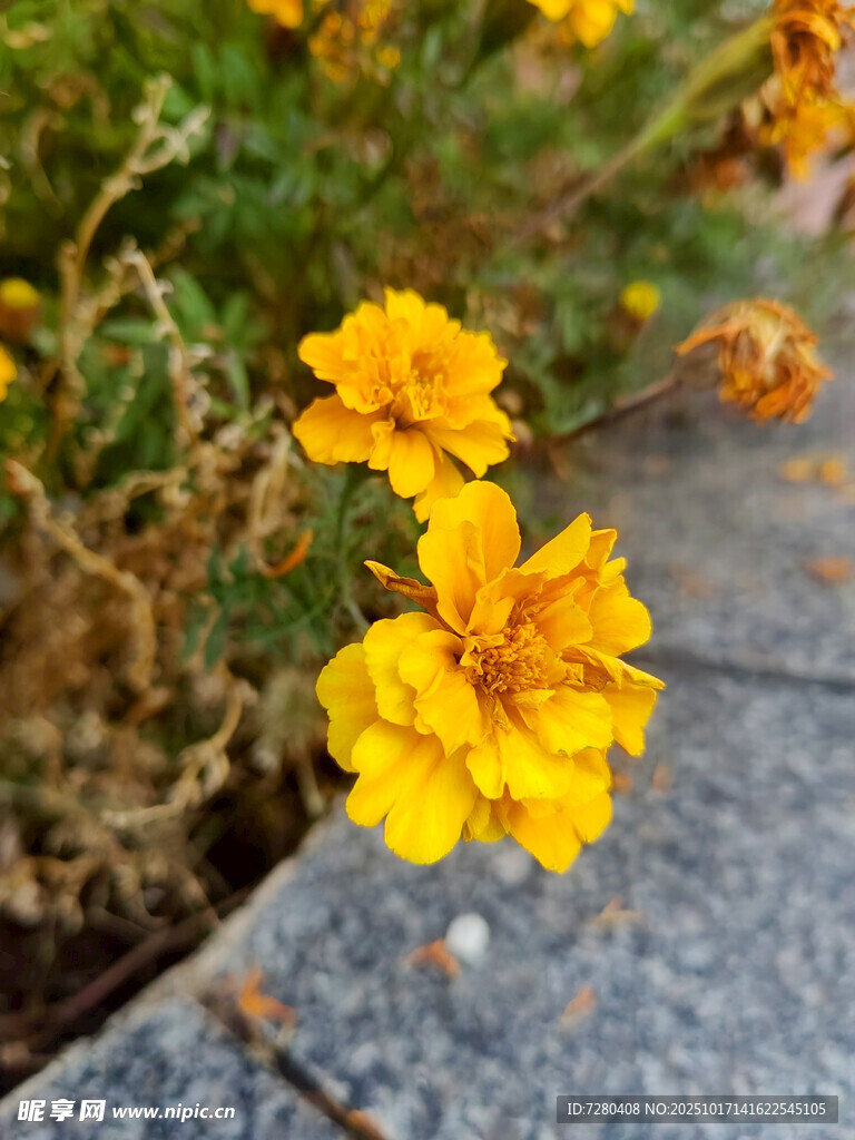 路边绽放的鲜艳黄色小花