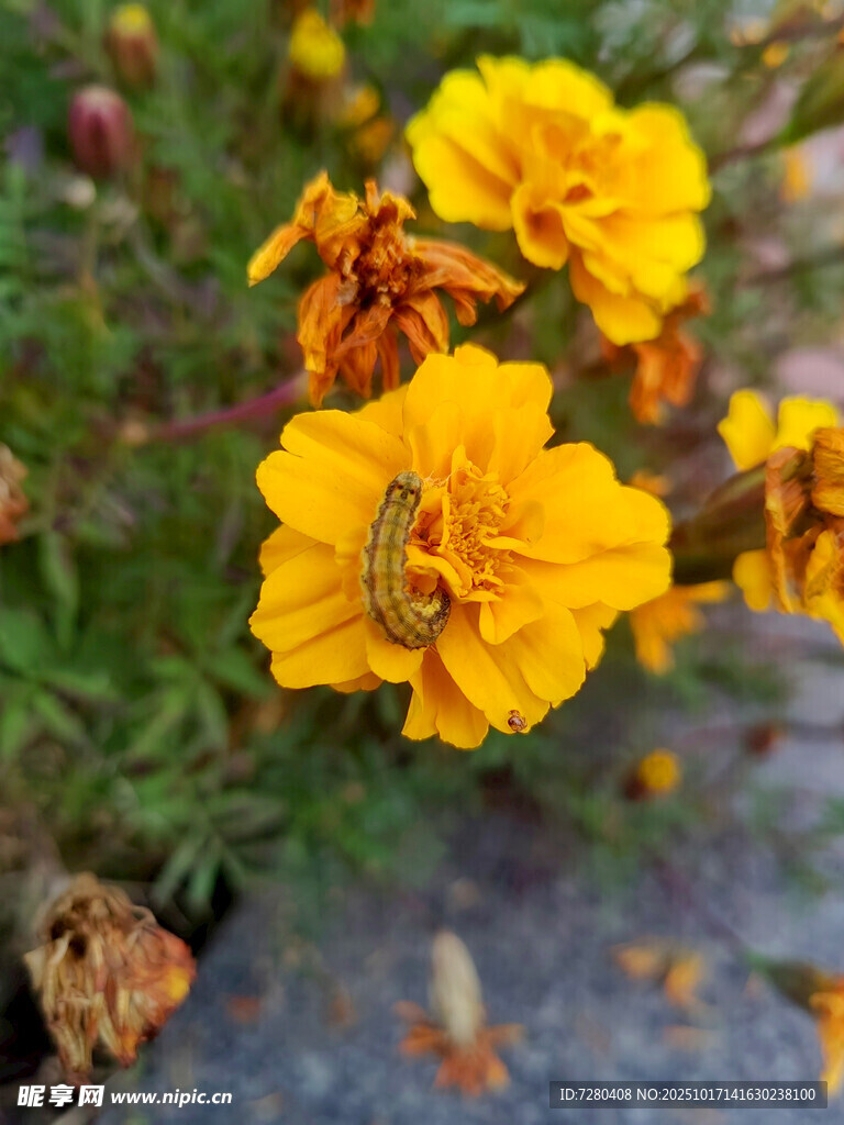 黄色小花上的蜜蜂