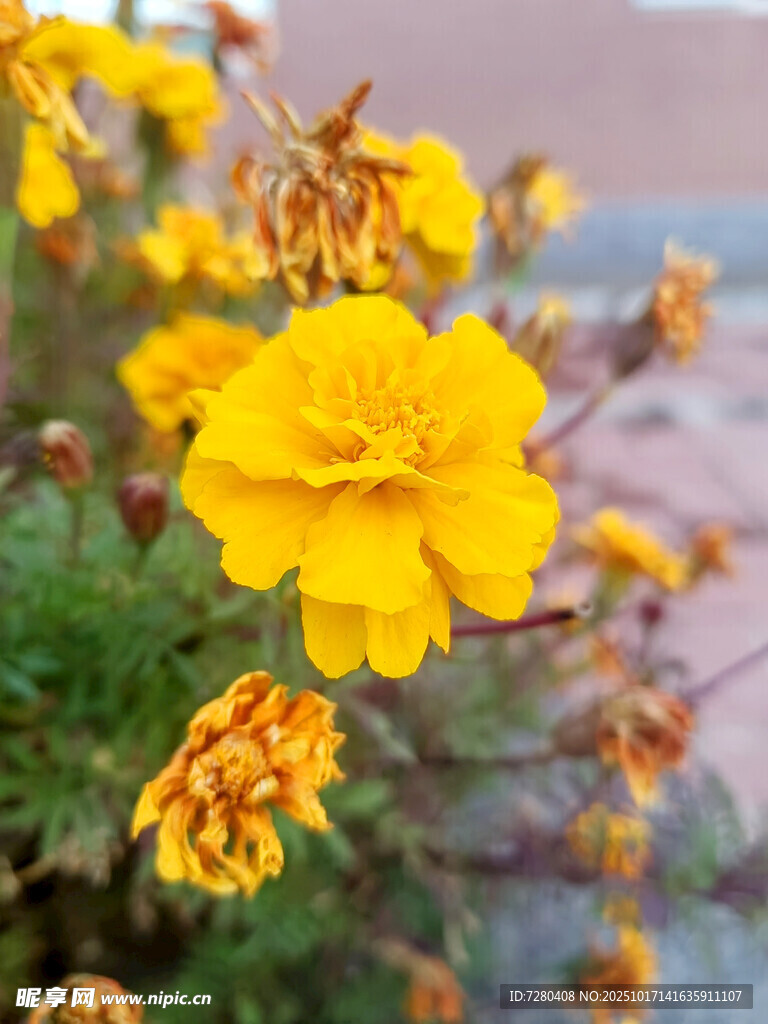 绽放的黄色万寿菊花朵