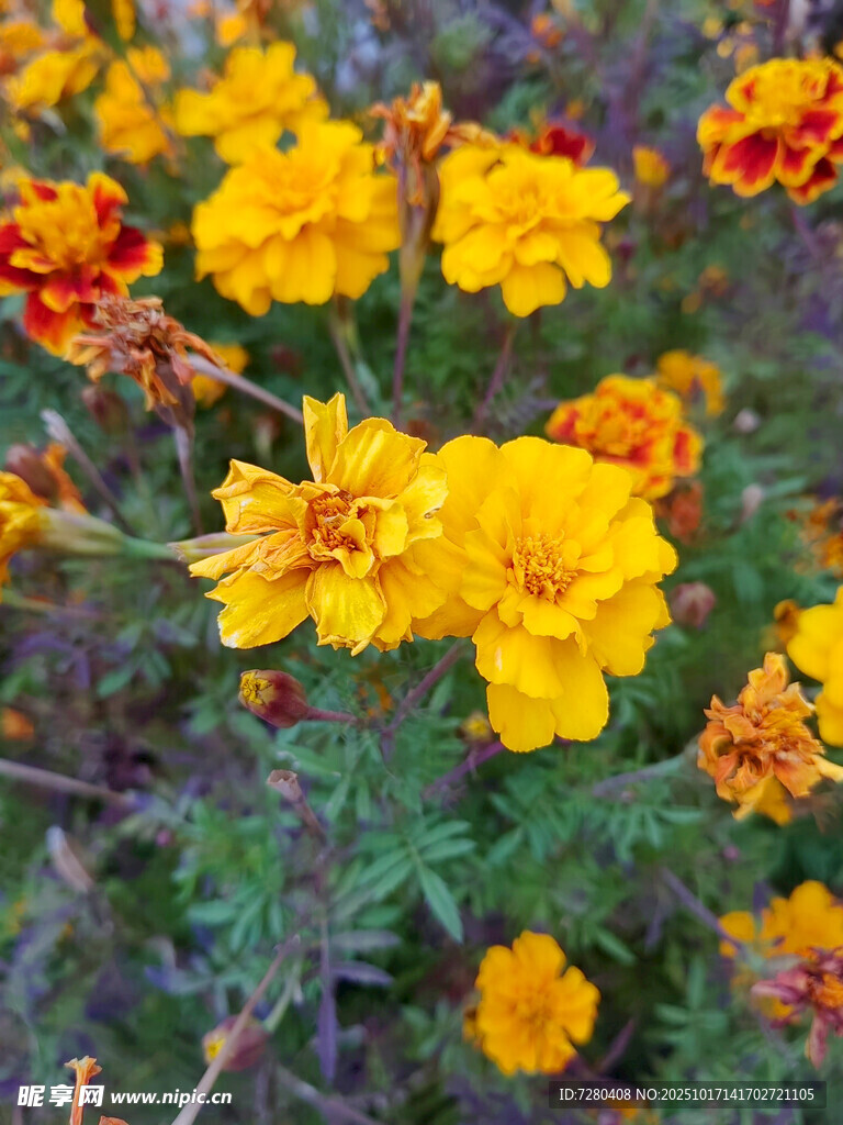 鲜艳万寿菊绽放