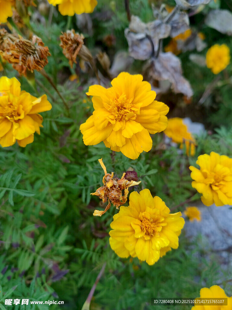蜜蜂采蜜于黄色万寿菊间
