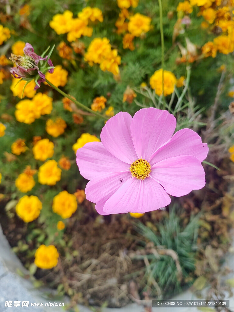 粉色花朵绽放于黄色花丛