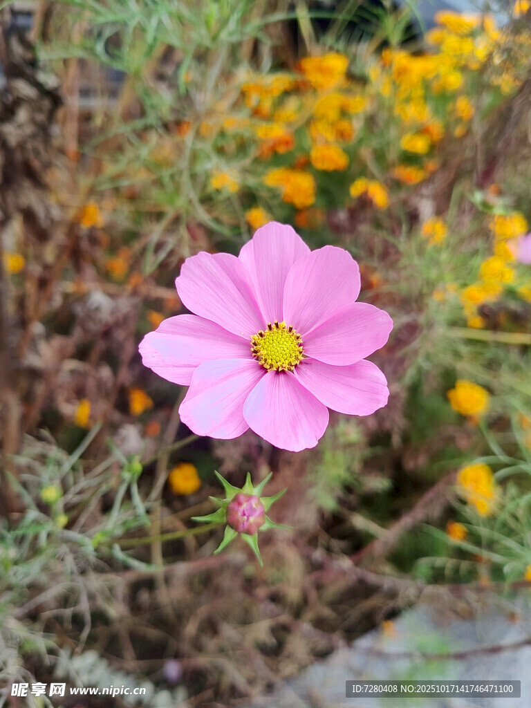 粉色波斯菊绽放于花丛中