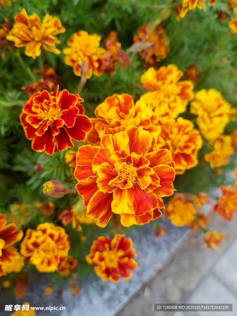鲜艳多彩万寿菊绽放