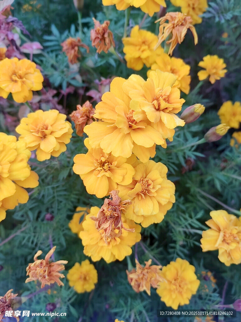 鲜艳黄色万寿菊绽放