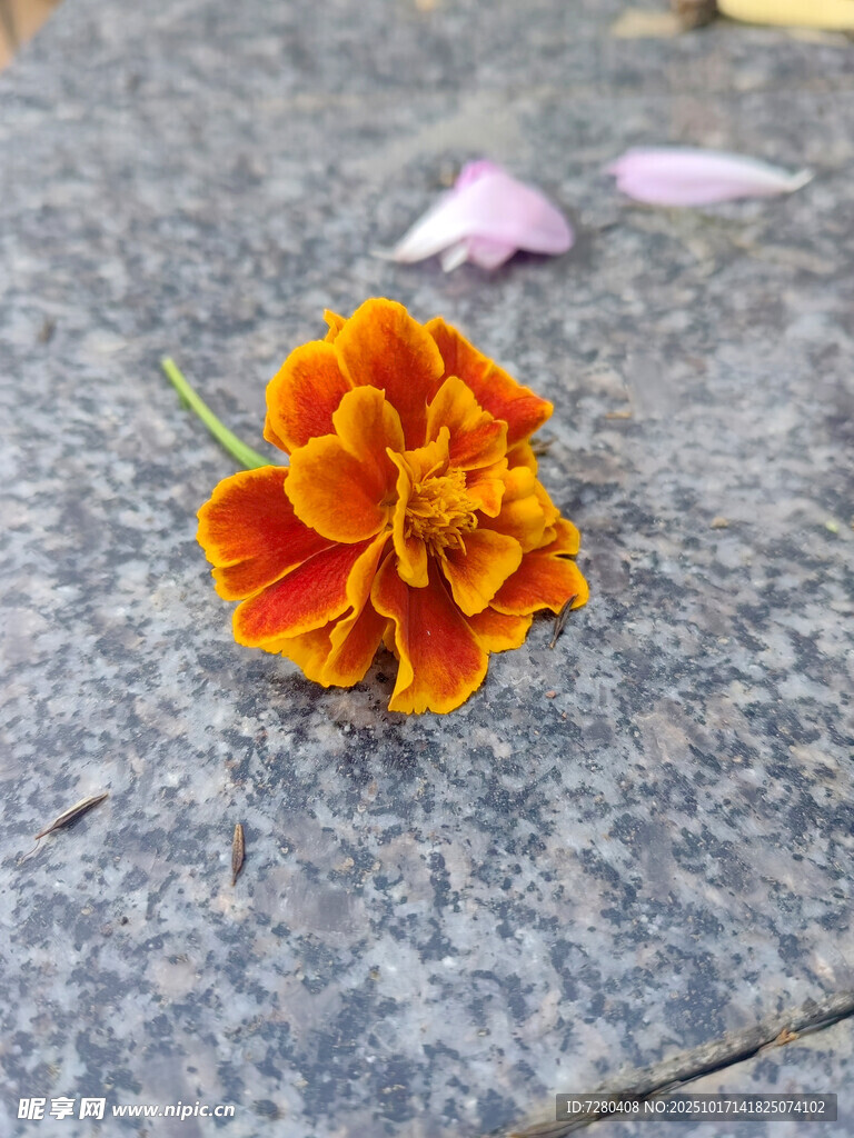 石上绽放的鲜艳橙色花朵