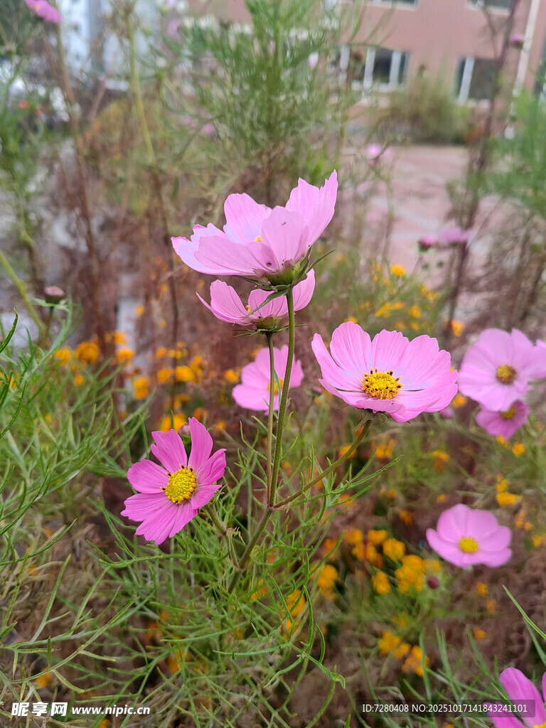 粉色格桑花绽放于草丛