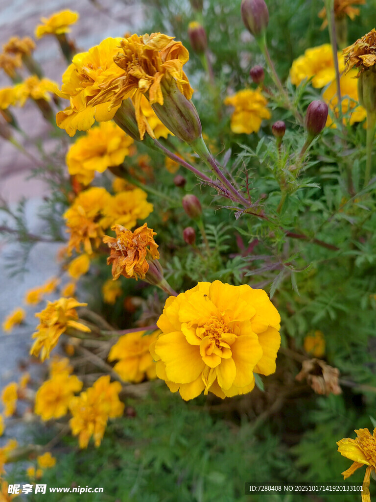 绽放的黄色万寿菊花朵