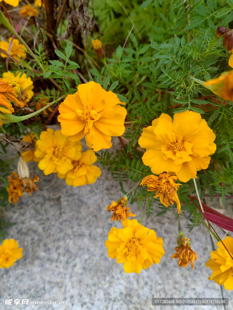 地面绽放的鲜艳黄色花朵