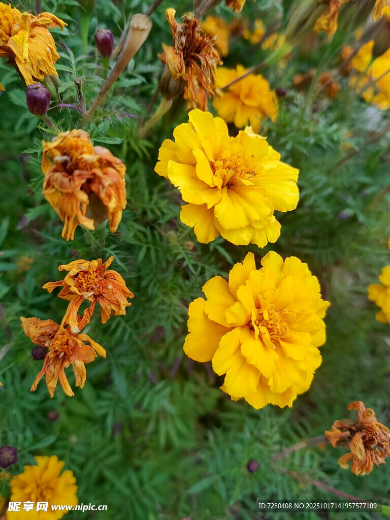 鲜艳万寿菊绽放生机