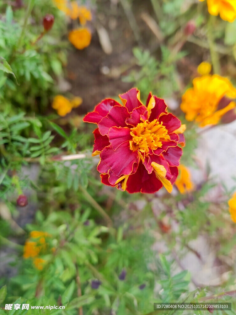 娇艳双色万寿菊特写