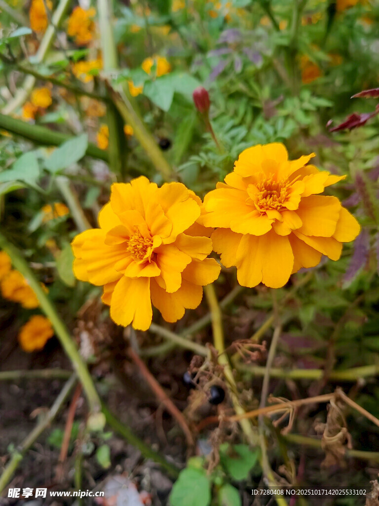 两朵明艳黄色万寿菊