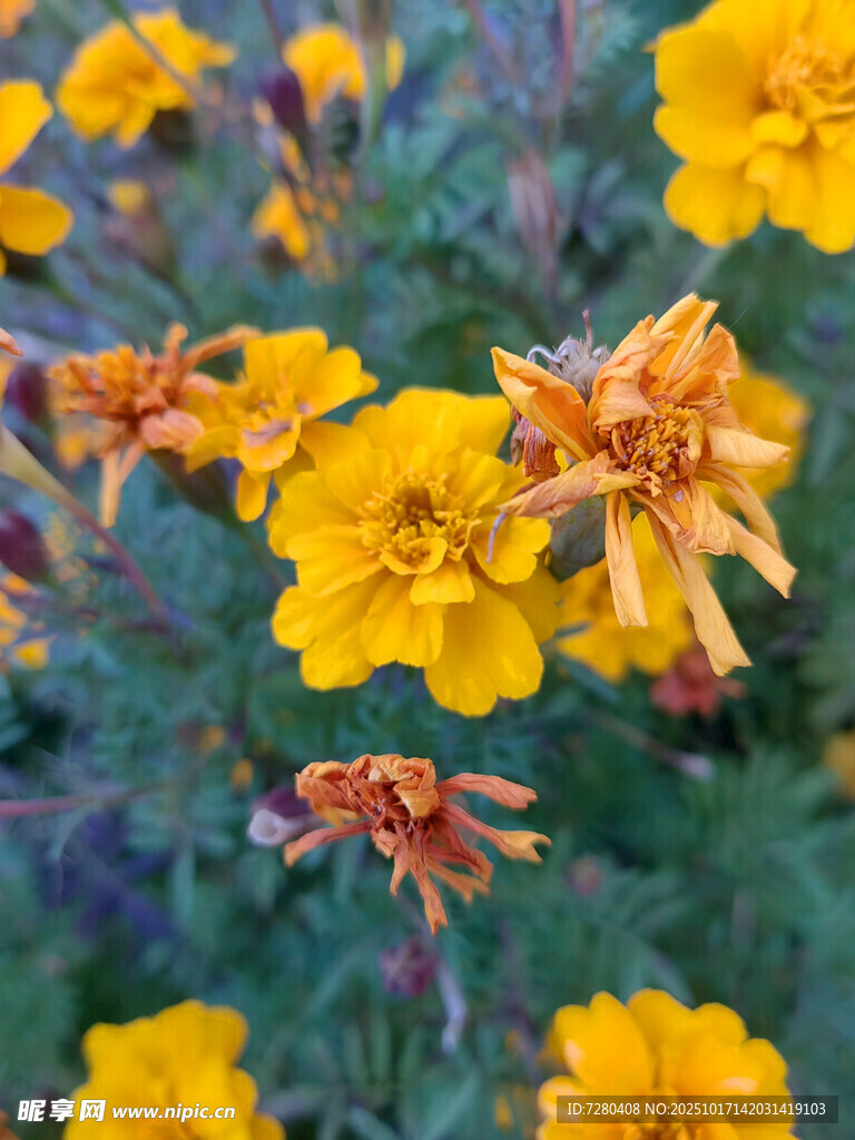 绽放的黄色美丽花卉