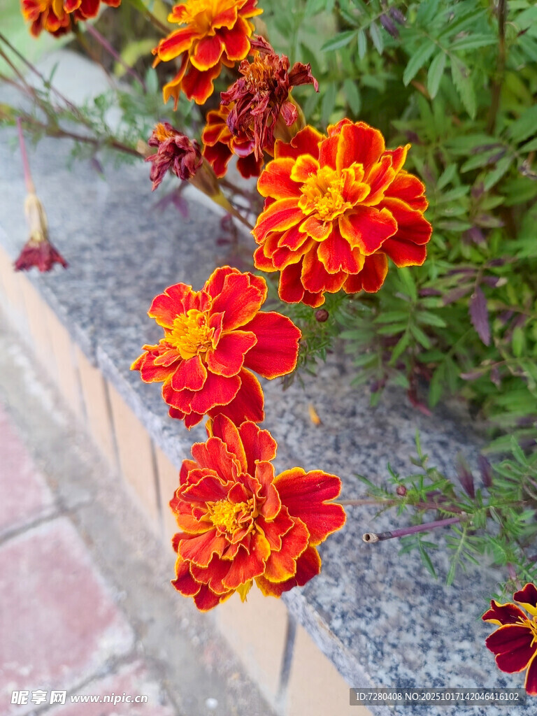 墙边艳丽多彩万寿菊