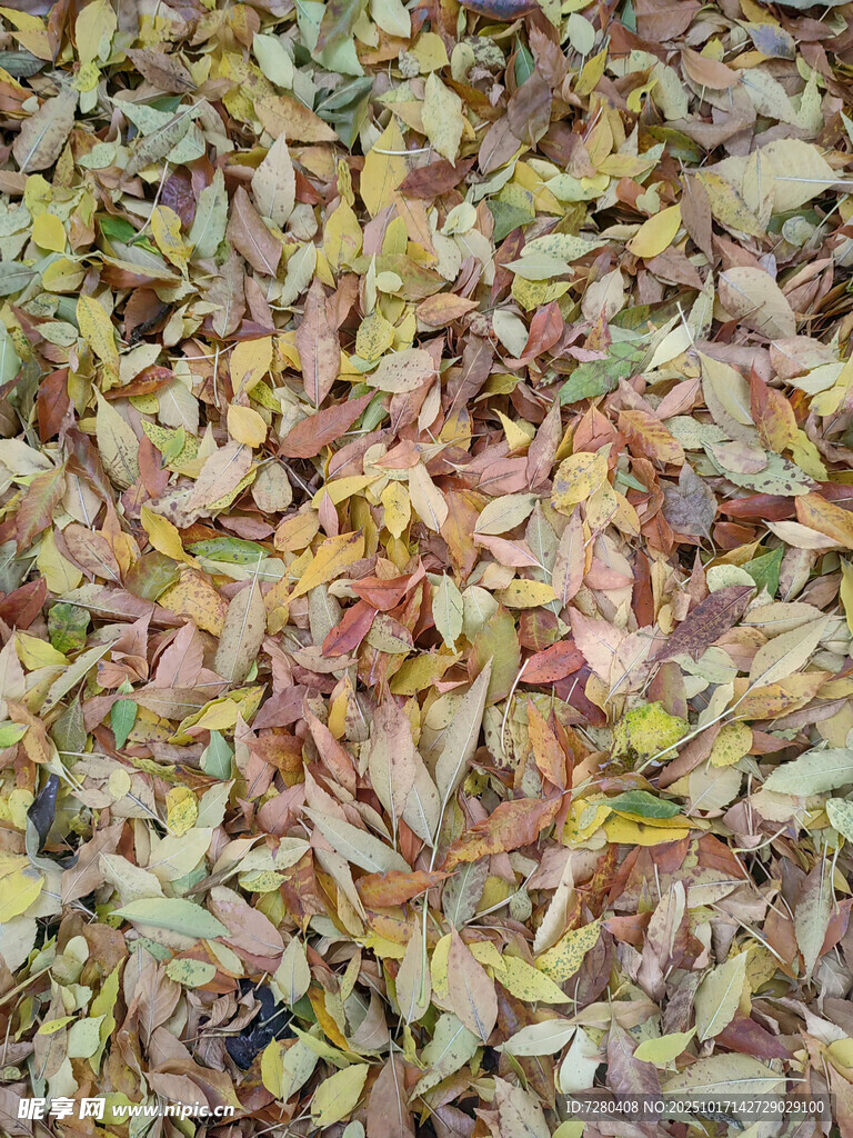 秋日落叶铺满地面景象