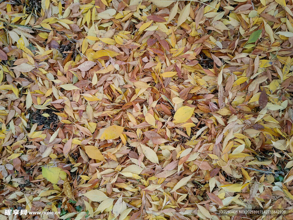 秋日落叶铺满地面景象