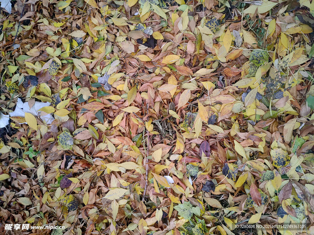 多彩秋叶铺就的地面景观