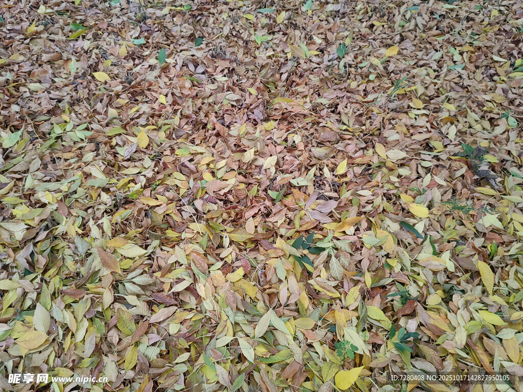地面铺满缤纷落叶
