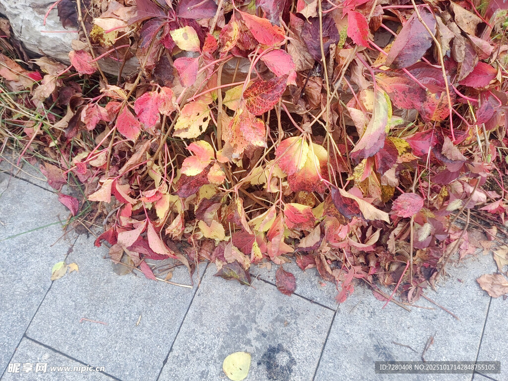 地面上的多彩落叶