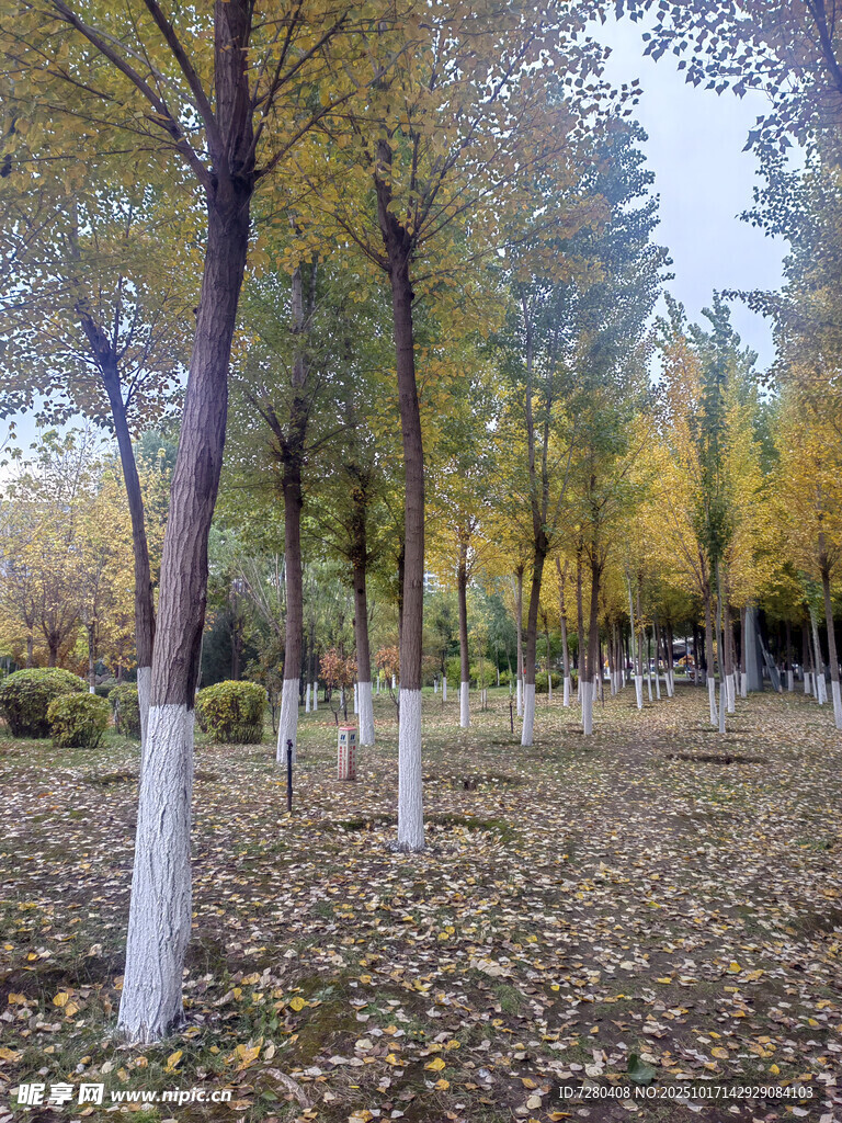 秋日树林落叶美景