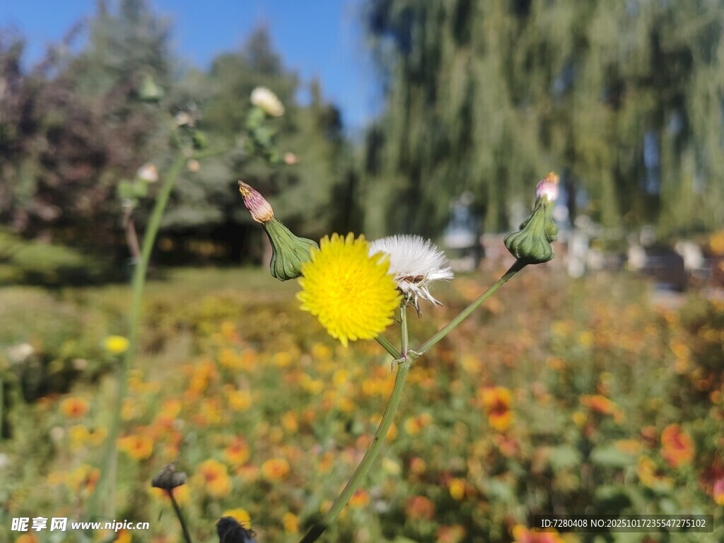 阳光下的灿烂黄色小花