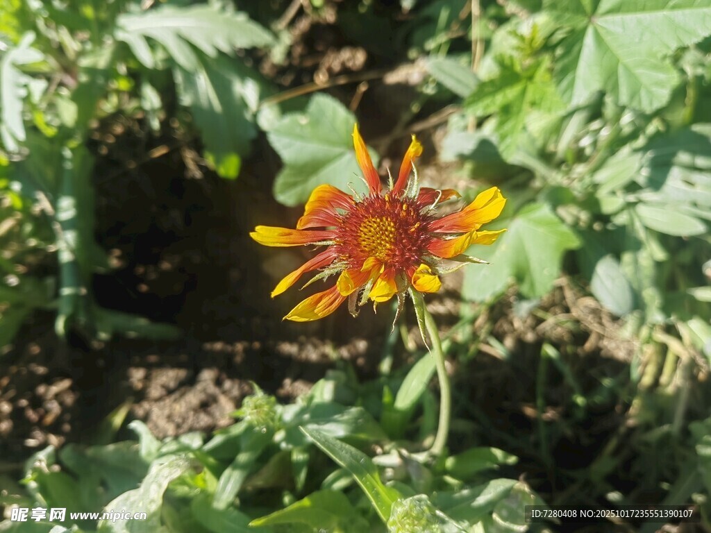 艳丽多彩的单株花卉绽放