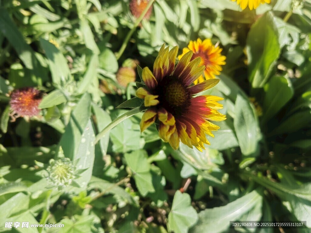 艳丽双色花朵绽放绿叶间