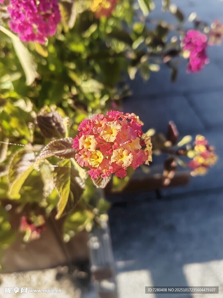 娇艳多彩花卉绽放