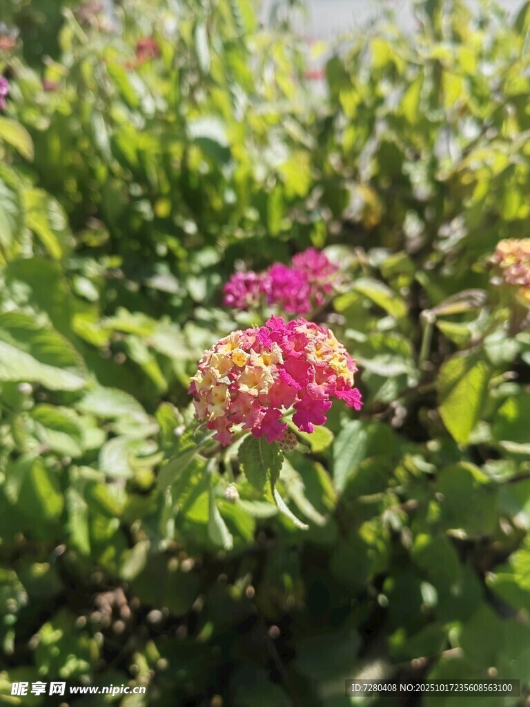 绿叶丛中娇艳的粉色花朵