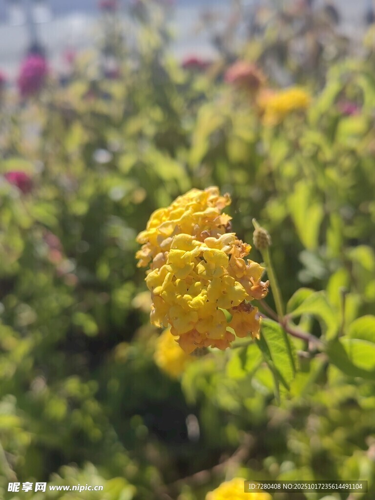 绽放的黄色花卉