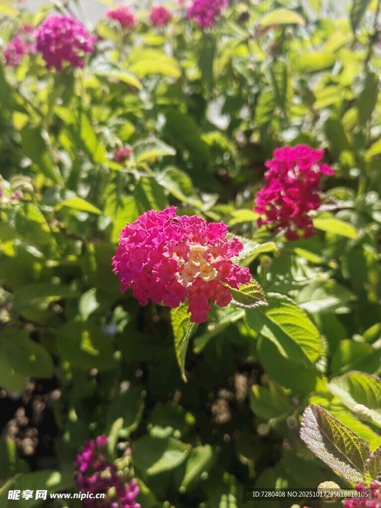 鲜艳花丛中的美丽绽放