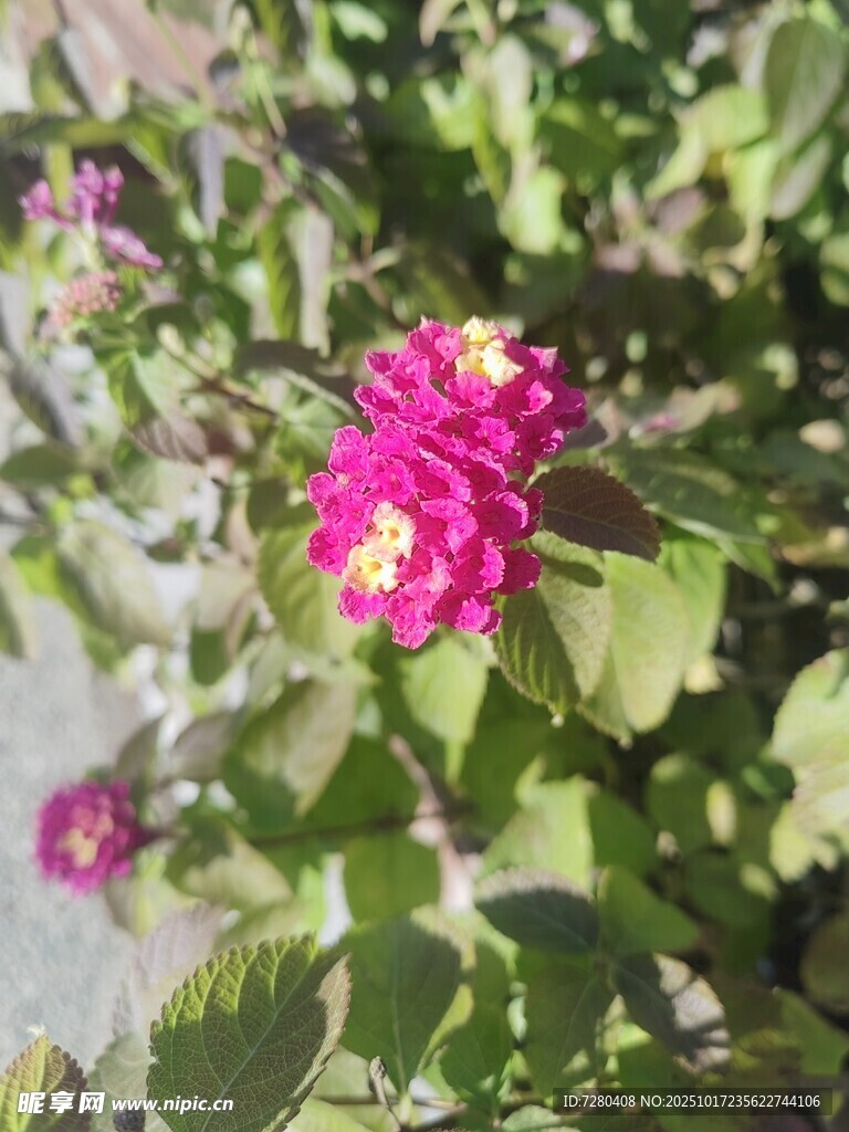 娇艳粉色花卉绽放绿叶间