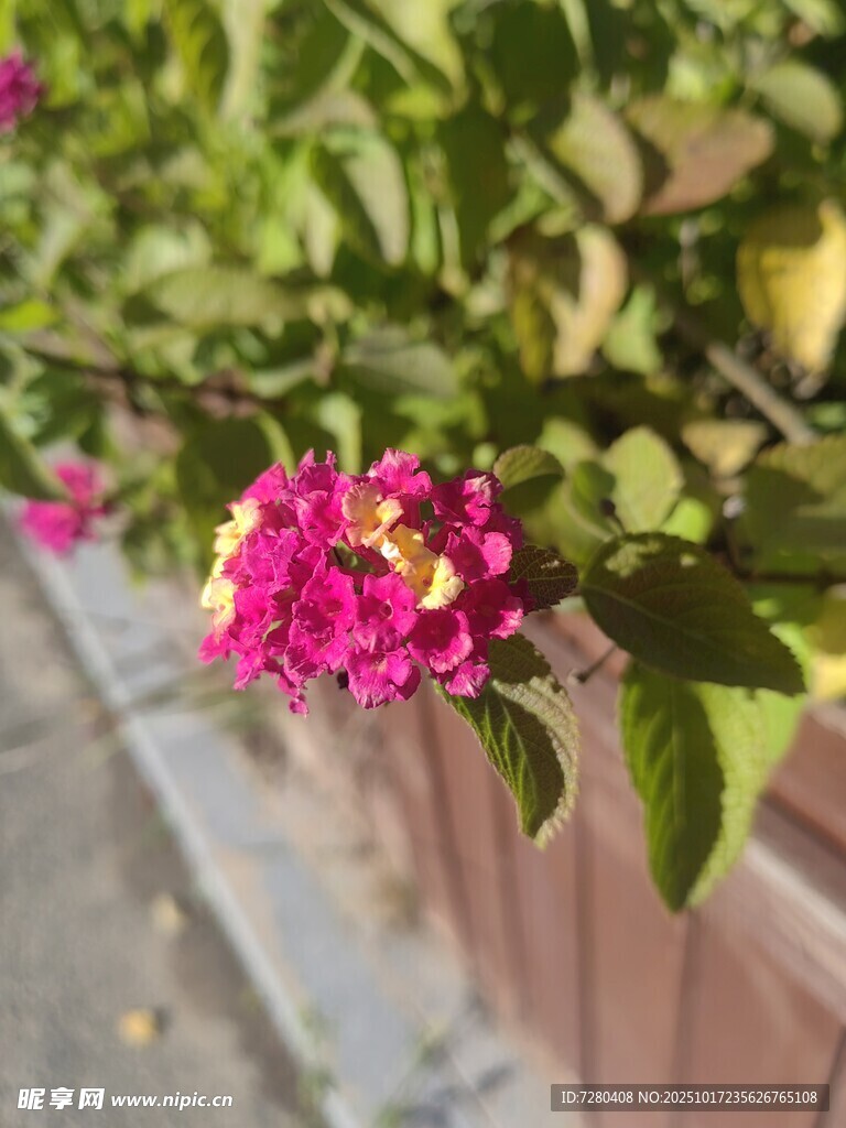 娇艳马缨丹绽放于路边
