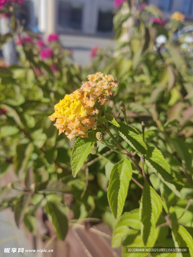 绽放的多彩花卉