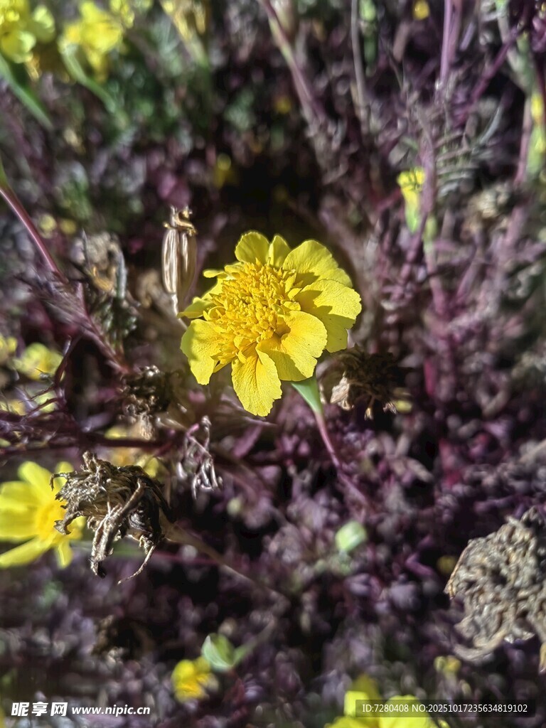 黄色小花绽放于植物间
