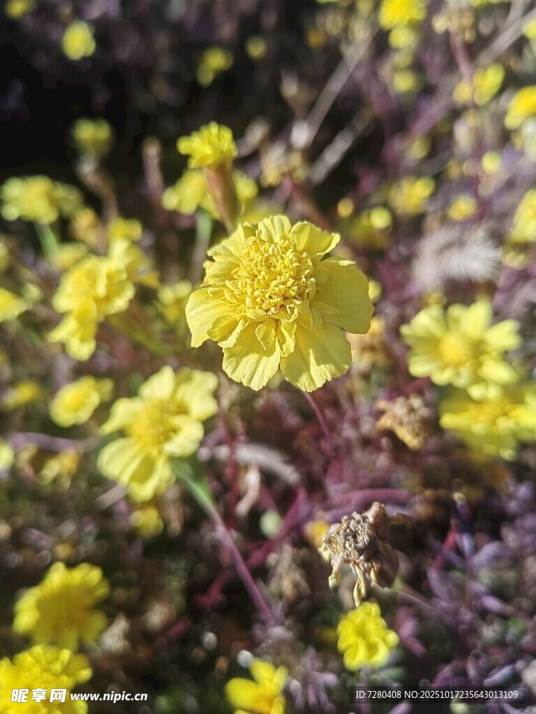 黄色小花绽放的美丽景象
